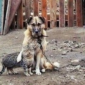 Не бросайте животных на даче! Не бросайте животных на даче!