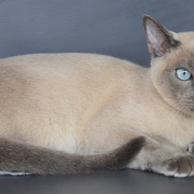 Тонкинская кошка Тонкинская кошка