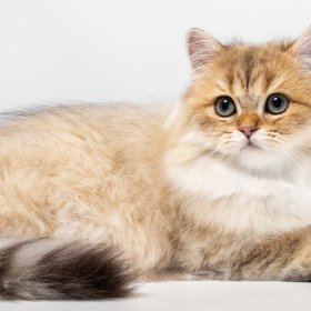 Британская длинношерстная кошка Британская длинношерстная кошка