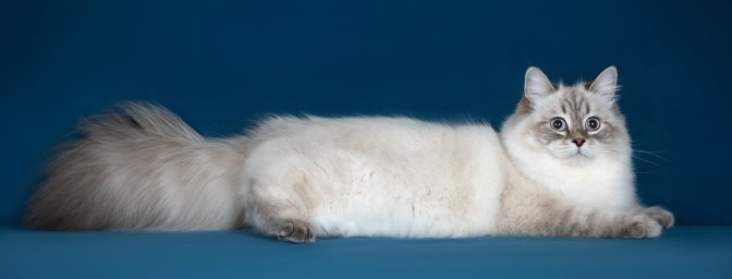Невская маскарадная кошка Невская маскарадная кошка