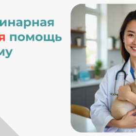 Ветеринарная помощь на дому VetDocs
