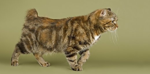 Кимрийская кошка