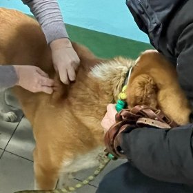 Ветеринарный пункт с. Большие Ключи г. Зеленодольск