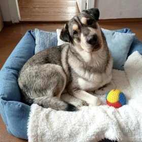 Бывшедомашняя Лулу ищет дом