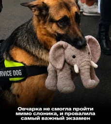 &laquo;Он просто выбрал счастье&raquo;