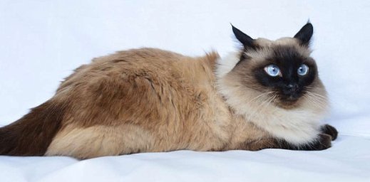 Балинезийская кошка