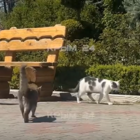 В Крыму появился Кото-парк