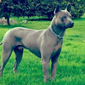 Тайский риджбек Тайский риджбек
