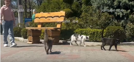 В Крыму появился Кото-парк В Крыму появился Кото-парк