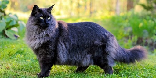 Норвежская лесная кошка