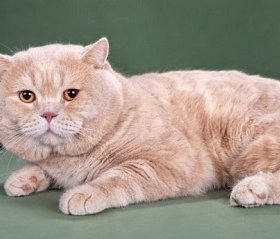 Шотландская прямоухая кошка (скоттиш-страйт) Шотландская прямоухая кошка (скоттиш-страйт)
