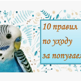 Как ухаживать за попугаями Как ухаживать за попугаями