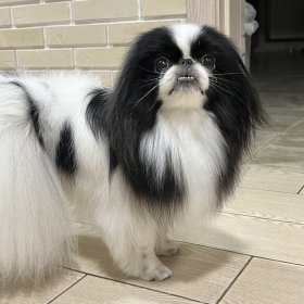 Японский хин Японский хин