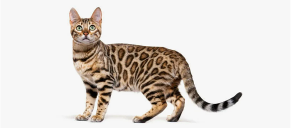 Бенгальская кошка Бенгальская кошка
