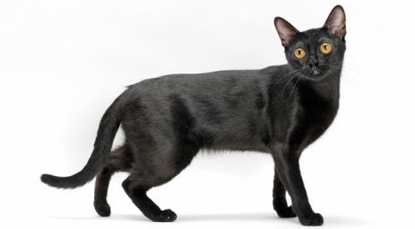 Бомбейская кошка Бомбейская кошка