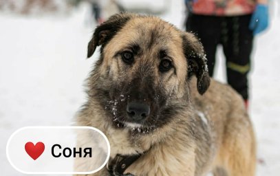 Красавица Соня ищет дом!