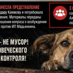 Скандал в Татарстане: подрядчика по отлову собак Сергея Мадьянкина могут привлечь к уголовной ответственности Скандал в Татарстане: подрядчика по отлову собак Сергея Мадьянкина могут привлечь к уголовной ответственности