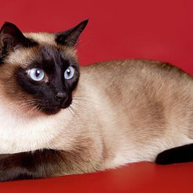 Сиамская кошка Сиамская кошка