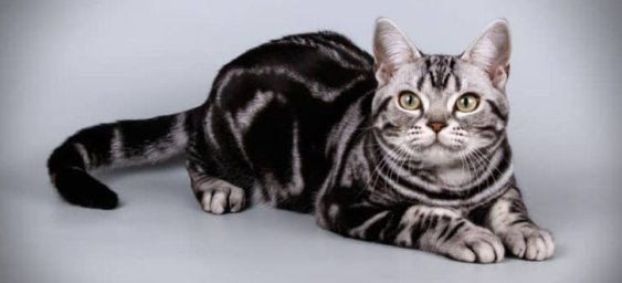 Американская короткошерстная&nbsp;кошка