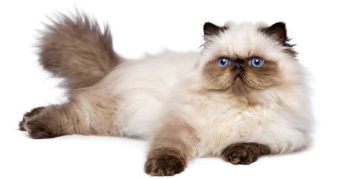 Гималайская кошка