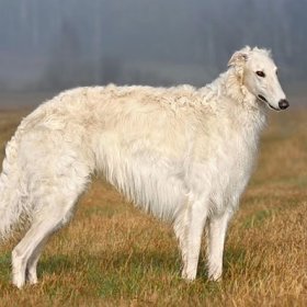 Русская псовая борзая Русская псовая борзая