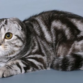 Шотландская вислоухая кошка (скоттиш фолд) Шотландская вислоухая кошка (скоттиш фолд)