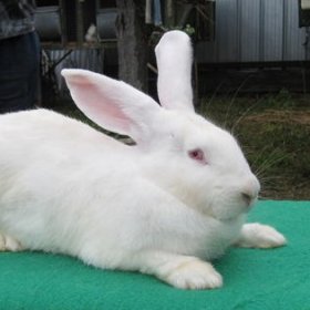 Белый великан