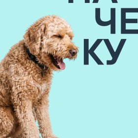 Кашель у собаки: когда это просто реакция, а когда нужен ветеринарный врач? Кашель у собаки: когда это просто реакция, а когда нужен ветеринарный врач?