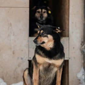 Зита ищет дом! 3