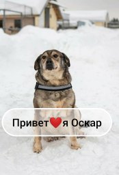 Оскар хочет стать домашним! Оскар хочет стать домашним!