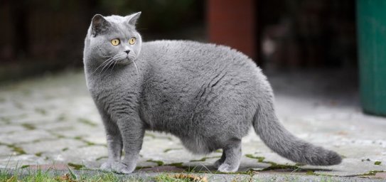 Британская короткошерстная кошка