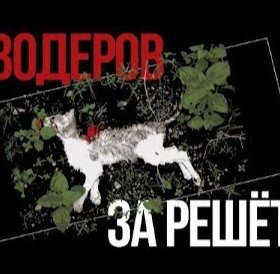 Историческое фиаско Парфирьева: почему живодерам не подают, а волонтерам несут миллионы