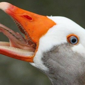 Зачем гусям зубы? Зачем гусям зубы?
