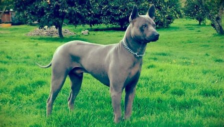 Тайский риджбек Тайский риджбек