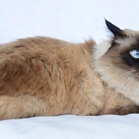 Балинезийская кошка Балинезийская кошка