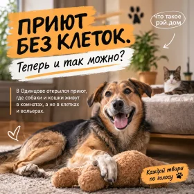 Приют без клеток и вольеров? Это реально!