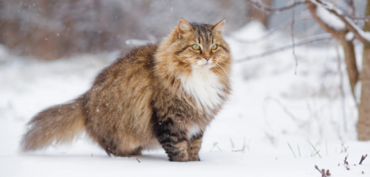 Сибирская кошка