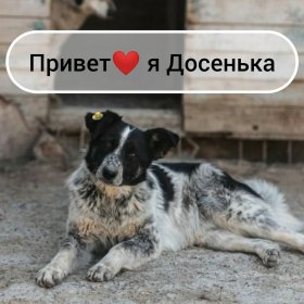 Досенька хочет домой! Досенька хочет домой!