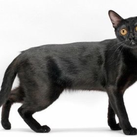 Бомбейская кошка Бомбейская кошка