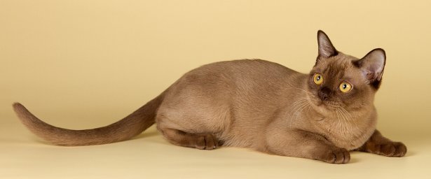 Бурманская кошка