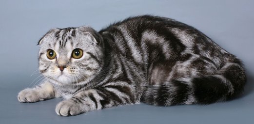 Шотландская вислоухая кошка (скоттиш фолд)