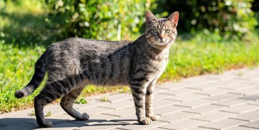 Европейская короткошерстная кошка Европейская короткошерстная кошка