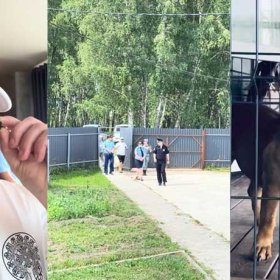 У живодера Баласяна приставы изъяли животных У живодера Баласяна приставы изъяли животных