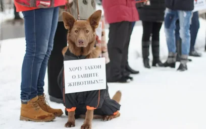 Животные — больше не «вещи». Опыт Латвии и суровая реальность в России Животные — больше не «вещи». Опыт Латвии и суровая реальность в России
