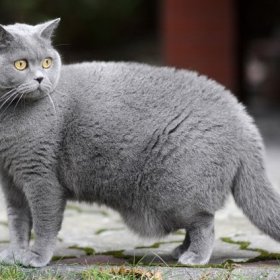Британская короткошерстная кошка Британская короткошерстная кошка