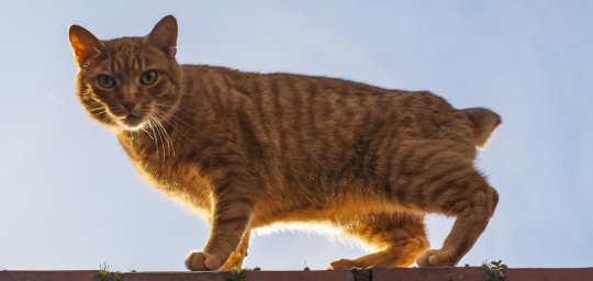 Мэнская кошка