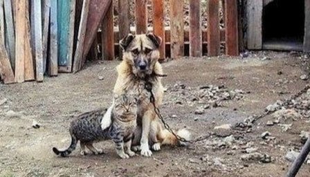 Не бросайте животных на даче! Не бросайте животных на даче!