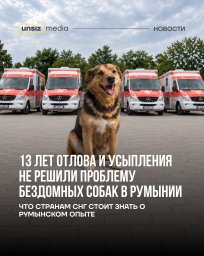 Усыпление не решает проблему с бездомными животными