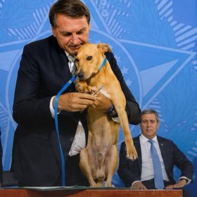 Бразилия с 2020 года ужесточила защиту домашних животных Бразилия с 2020 года ужесточила защиту домашних животных