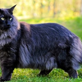 Норвежская лесная кошка Норвежская лесная кошка
